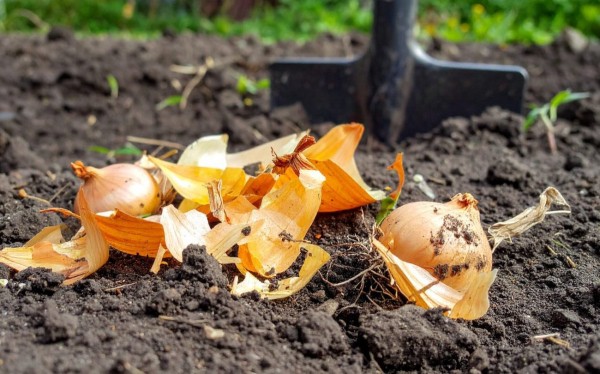 Польза луковой шелухи для растений — личный опыт и научное объяснение Польза луковой шелухи для растений — личный опыт и научное объяснение