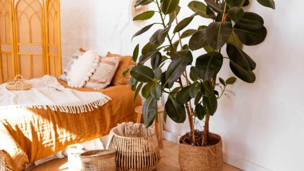 Растения-винтажи: какие цветы были в каждом советском доме и почему? Растения-винтажи: какие цветы были в каждом советском доме и почему?