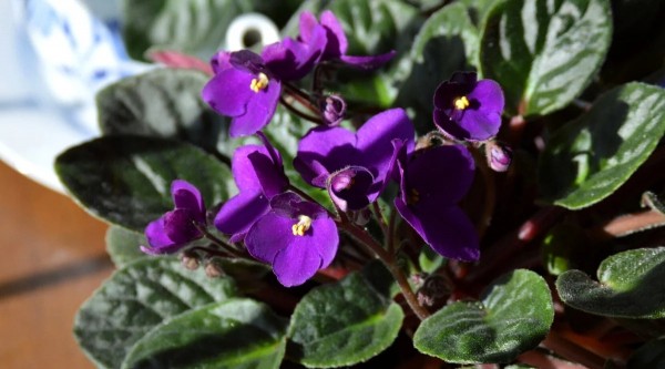 Растения-винтажи: какие цветы были в каждом советском доме и почему? Растения-винтажи: какие цветы были в каждом советском доме и почему?