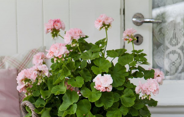 Растения-винтажи: какие цветы были в каждом советском доме и почему? Растения-винтажи: какие цветы были в каждом советском доме и почему?