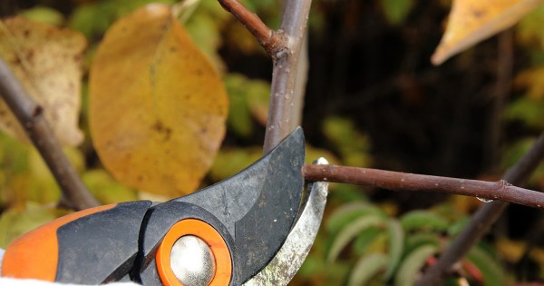 Все правила обрезки груши осенью