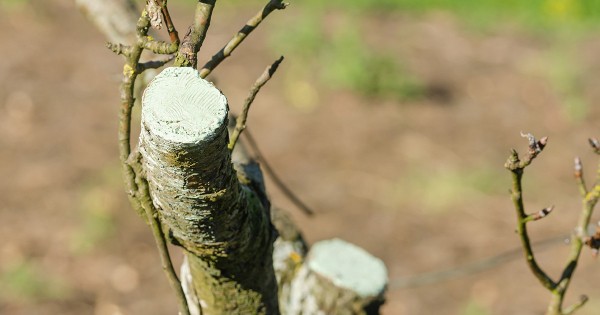 Все правила обрезки груши осенью