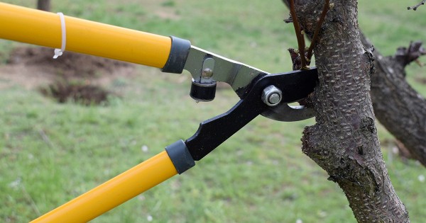 Все правила обрезки груши осенью