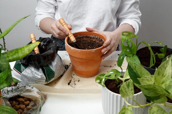 Живая почва для комнатных растений — раскрываем весь потенциал