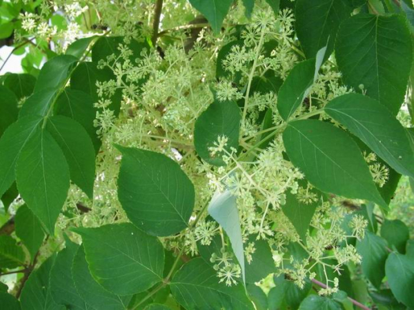 Аралия маньчжурская Аралия маньчжурская