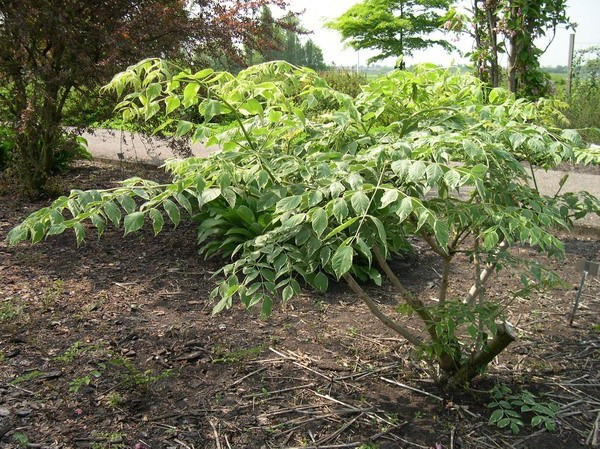 Аралия маньчжурская Аралия маньчжурская